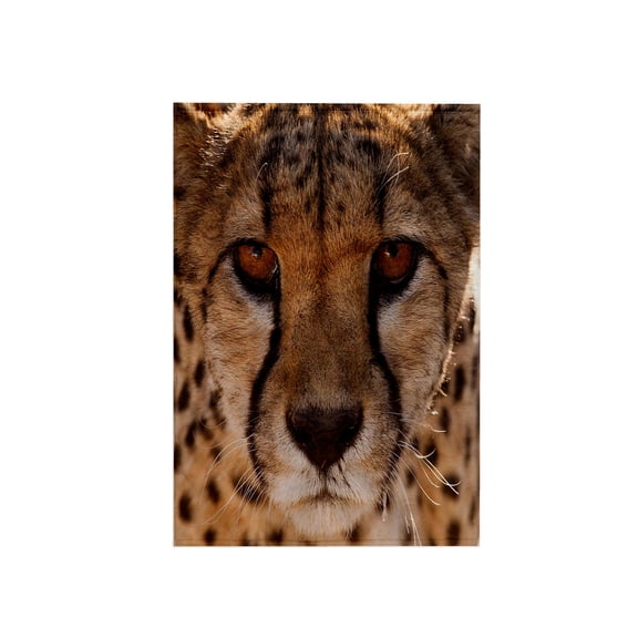3dRose, Off-center close-up of a cheetah. Cheetah Conservation Fund, Namibia., 15x22 Hand Towel