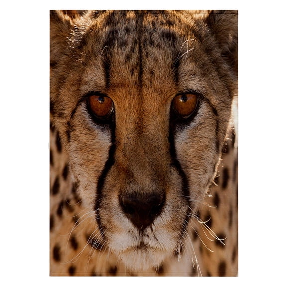 3dRose, Off-center close-up of a cheetah. Cheetah Conservation Fund, Namibia., 22x30 Bath Hand Pool Towel