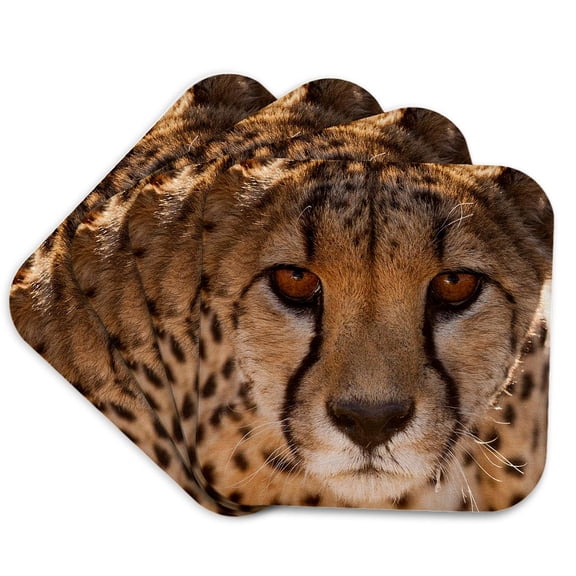 3dRose, Off-center close-up of a cheetah. Cheetah Conservation Fund, Namibia., Set of 4 Coasters - Soft