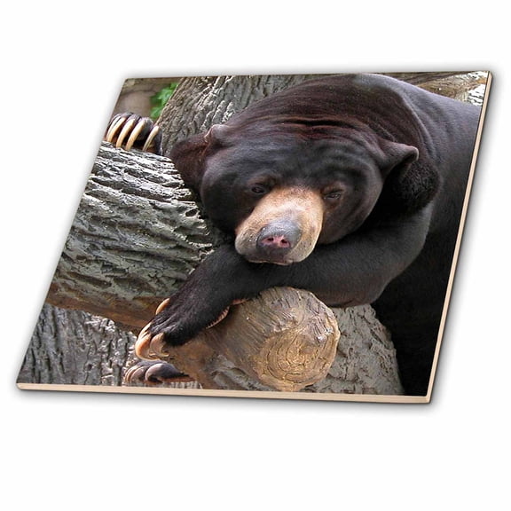 3dRose, Oh Man, What a Day, Black Bear, 12 Inch Ceramic Tile