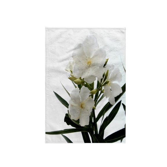 3dRose, Oleander White - white, flower, tree, oleander, blossom, tropical plant, buds, 15x22 Hand Towel