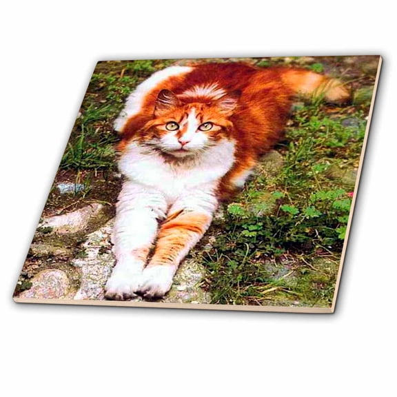 3dRose, Orange Cat, 4 Inch Ceramic Tile