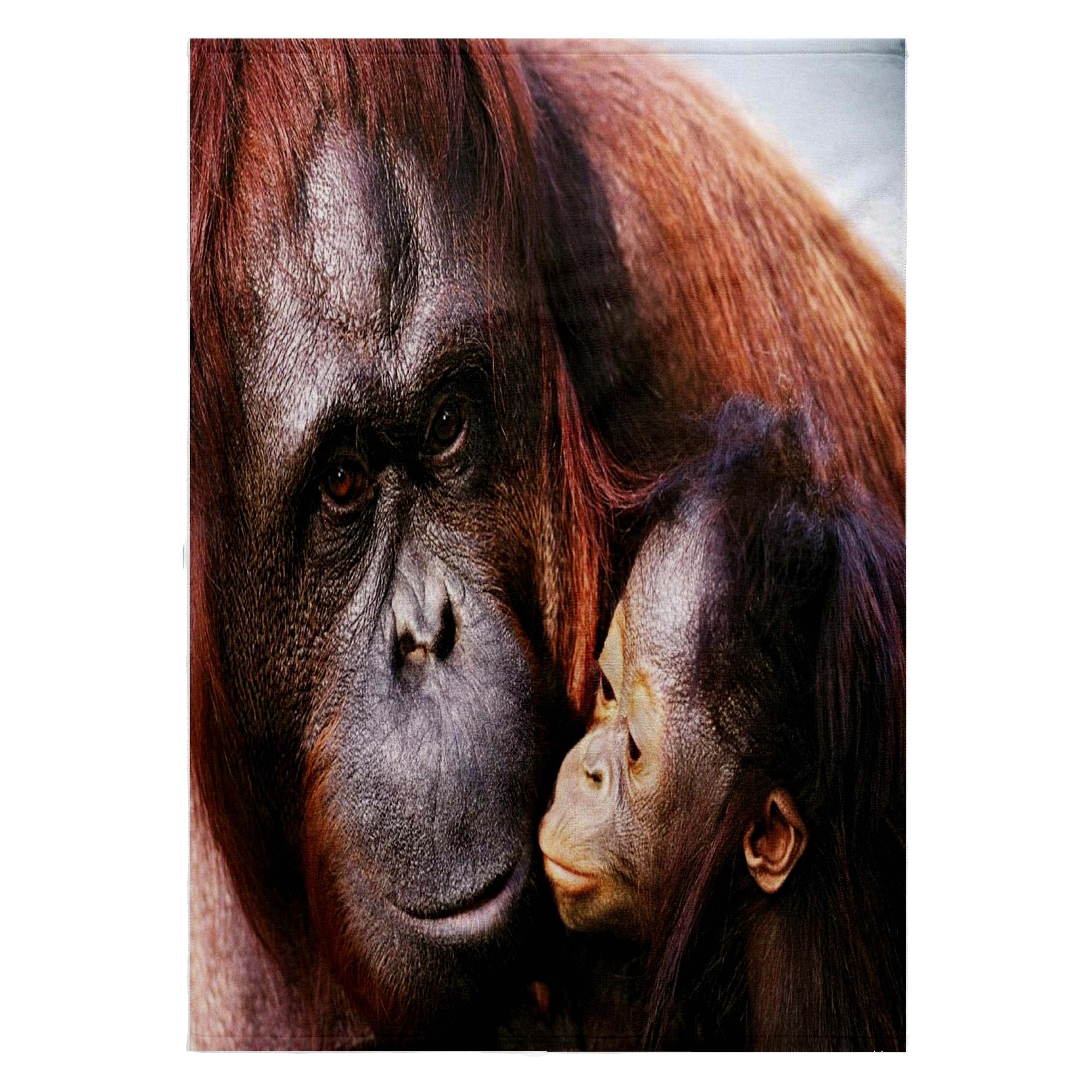 3dRose, Orangutan n Baby, 22x30 Bath Hand Pool Towel