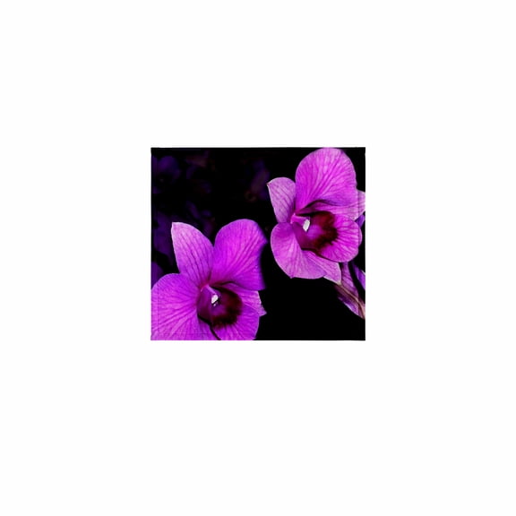 3dRose, Orchids, 11x12 Wash Cloth for Face and Body