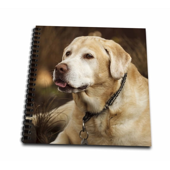 3dRose, Oregon, Keizer, Labrador Retriever in backyard. , Drawing Book 8 x 8 inch