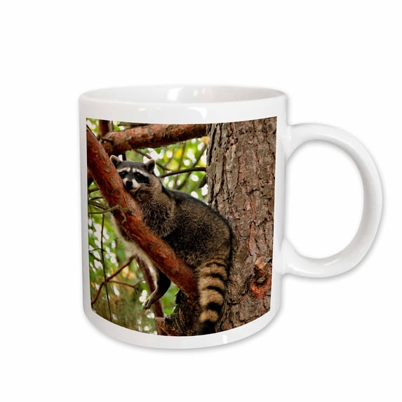 3drose, Oregon, Portland. Raccoon Wildlife in Conifer Tree - Us38 Bja0484 - Jaynes Gallery, 11oz Mug