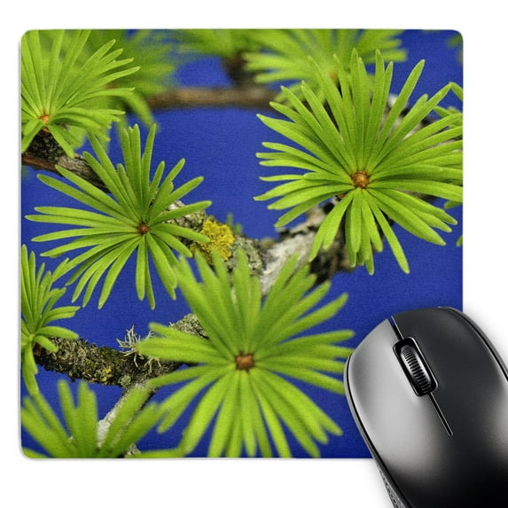 3dRose, Oregon, Portland. Tamarack tree needle flora - US38 BJA0502 - Jaynes Gallery, MousePad