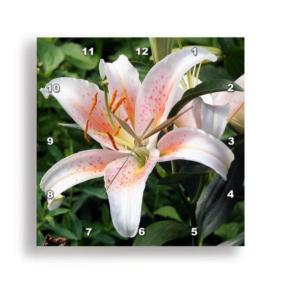 3dRose, Oriental Hybrid Lily in White, Peach and Pink, 15x15 Wall Clock