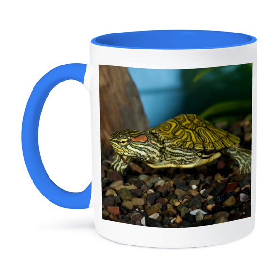 3dRose, Ornate Red Ear Slider turtle - NA02 DNO0772 - David Northcott, 11oz Two-Tone Blue Mug