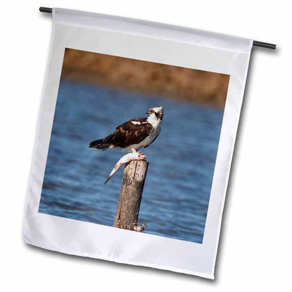 3dRose, Osprey bird (Pandion haliaetus) with fish, Texas, USA - US44 LDI0507 - Larry Ditto, 12 x 18 inch Garden Flag