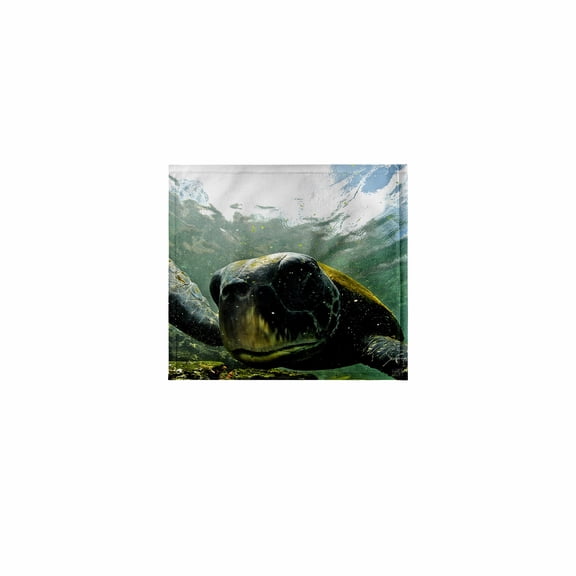 3dRose, Pacific Green or Black Sea Turtle feeding on algae Punta Cormorant Floreana Island Galapagos, 11x12 Wash Cloth for Face and Body