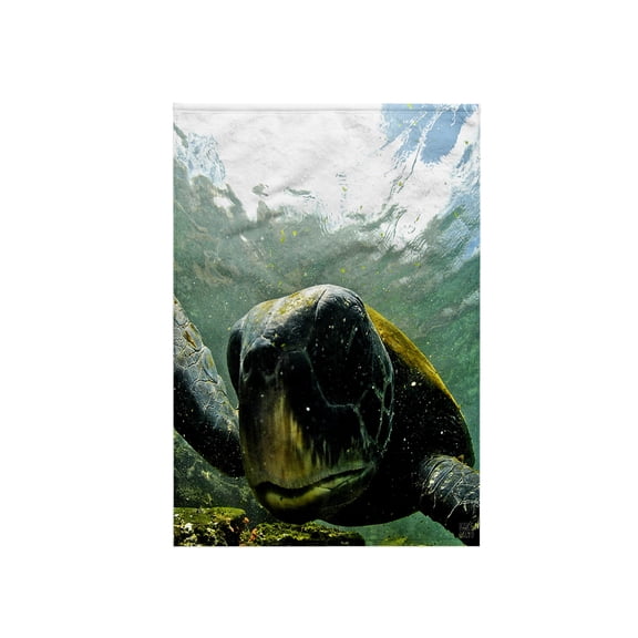 3dRose, Pacific Green or Black Sea Turtle feeding on algae Punta Cormorant Floreana Island Galapagos, 15x22 Hand Towel
