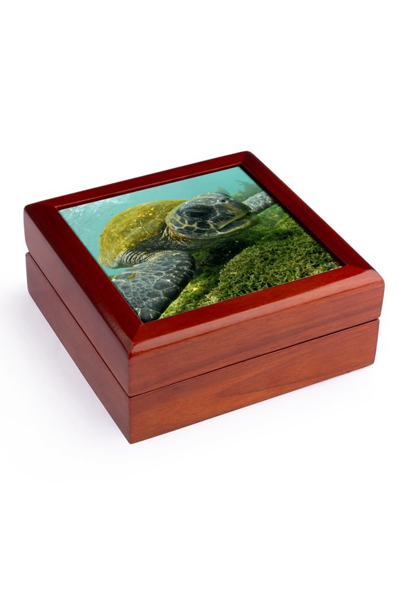, Pacific Green or Black Sea Turtle feeding on algae Punta Cormorant Floreana Island Galapagos, Jewelry Box 5.5x5.5 inch with 4 inch tile