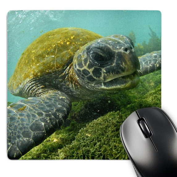 3dRose, Pacific Green or Black Sea Turtle feeding on algae Punta Cormorant Floreana Island Galapagos, MousePad