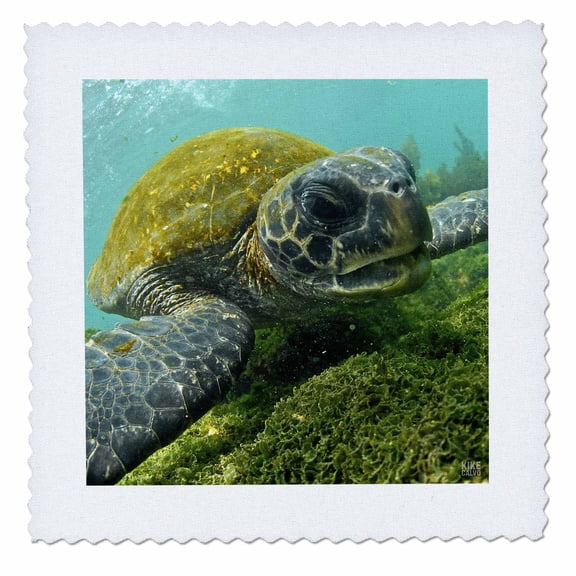 3dRose, Pacific Green or Black Sea Turtle feeding on algae Punta Cormorant Floreana Island Galapagos, 10x10 inch quilt square