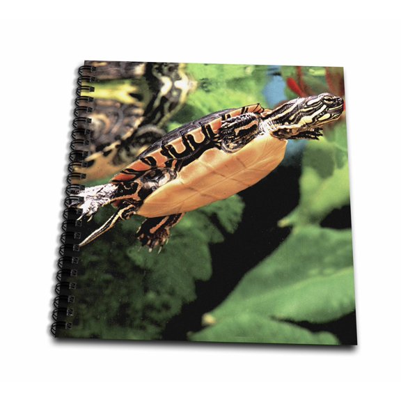 3dRose, Painted Turtle - NA02 DNO0531 - David Northcott, Drawing Book 8 x 8 inch