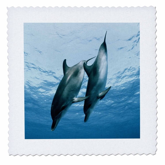 3dRose, Pair of Dolphins , 6x6 inch quilt square