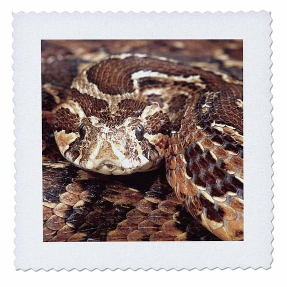 3dRose, Palestine Viper snake - NA02 DNO0440 - David Northcott, 12x12 inch quilt square