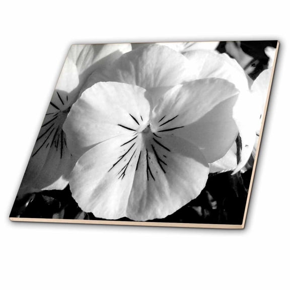 3dRose, Pansy Puss, Black and white photograph of a Pansy at close range, 4 Inch Ceramic Tile
