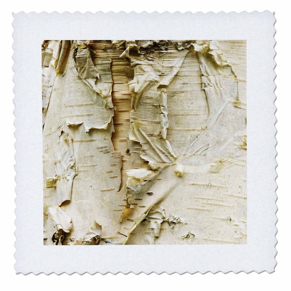 3dRose, Paper Birch Tree, Washington Arboretum, Seattle - US48 DGU0233 - Darrell Gulin, 12x12 inch quilt square