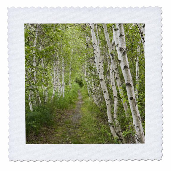 3dRose, Paper birch trees, Path, Acadia NP, Maine - US20 JMO0986 - Jerry and Marcy Monkman, 12x12 inch quilt square