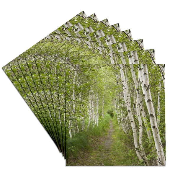 3dRose, Paper birch trees, Path, Acadia NP, Maine - US20 JMO0986 - Jerry and Marcy Monkman, Set of 8 Ceramic Tile Coasters