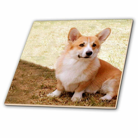 3dRose, Pembroke Welsh Corgi, 6 Inch Ceramic Tile