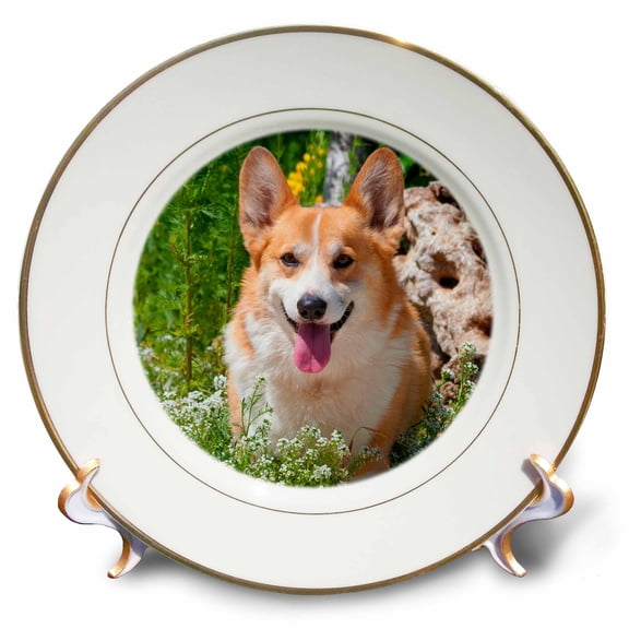 3dRose, Pembroke Welsh Corgi sitting in garden, MR and PR,, 8 inch Porcelain Plate