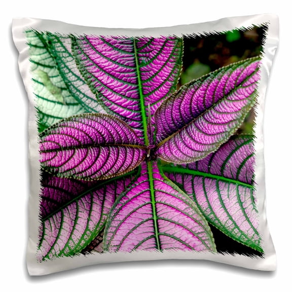 3drose, Image of a Persian Shield Plant, Strobilanthes Dyerianus, Costa Rica, 16x16 inch Pillow Case