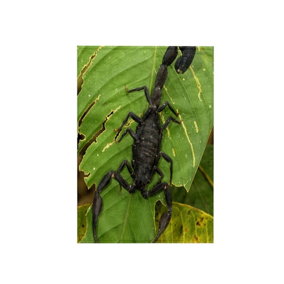 3dRose, Peru, Amazon River, Madre de Dios, Black scorpion - SA17 BJA0023 - Jaynes Gallery, 15x22 Hand Towel