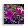 thumbnail image 1 of 3dRose, Petunias and other flowers bright the streets of Cong., 13x13 Wall Clock, 1 of 8