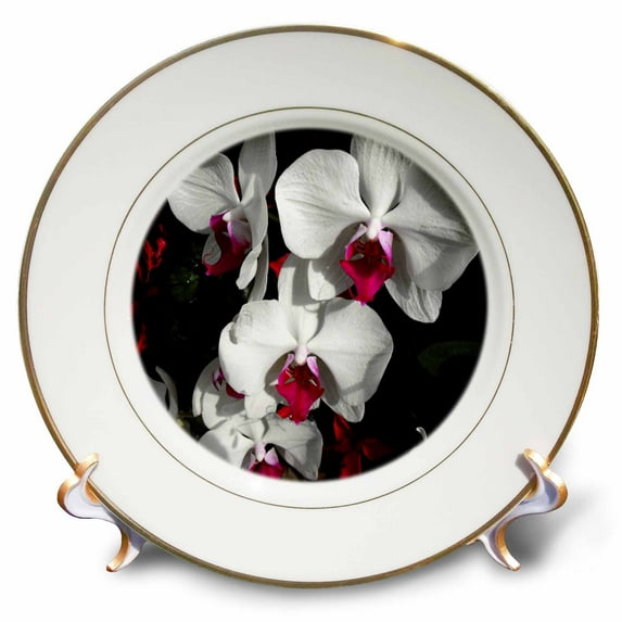 3dRose, Phalaenopsis Orchids White and Pink Orchids, 8 inch Porcelain Plate