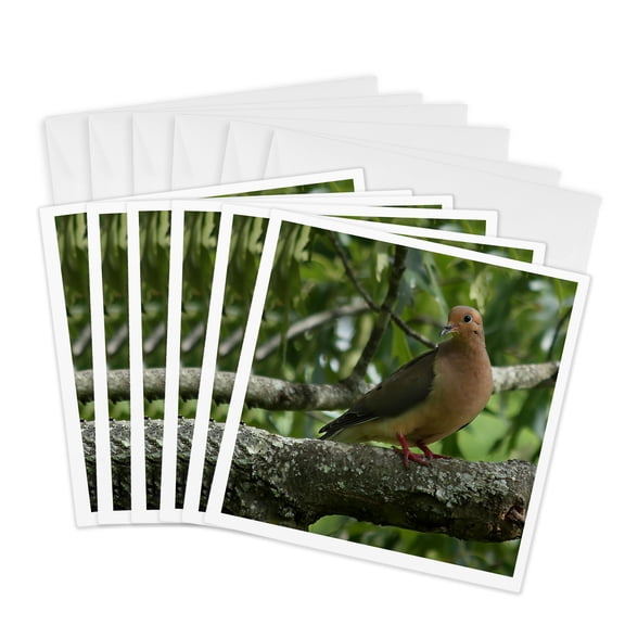 3drose, Photograph of a Mourning Dove Perched on a White Oak Branch., 6 Greeting Cards with Envelopes