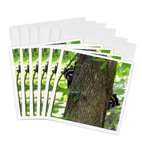 3dRose, Photograph of two baby raccoons peeking out from behind a tree., 6 Greeting Cards with envelopes