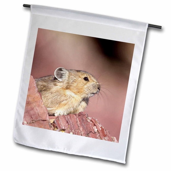 3dRose, Pika wildlife, Logan Pass, Glacier NP, Montana - US27 CHA2598 - Chuck Haney, 12 x 18 inch Garden Flag