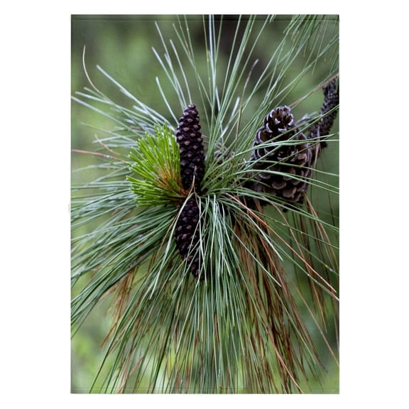 3dRose, Pinecones, Ponderosa Pine tree, Idaho - US13 DFR0832 - David R. Frazier, 22x30 Bath Hand Pool Towel