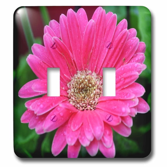 3dRose, Pink Daisy with Rain Drops Pink Gerbera Daisy, double toggle switch