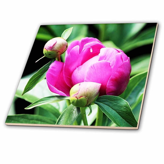 3dRose, Pink Peony. Popular flower., 8 Inch Ceramic Tile
