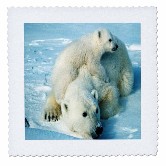 3dRose, Playful Polar Bear n Her Mom.jpg, 12x12 inch quilt square
