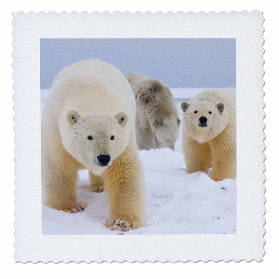 3dRose, Polar bear Arctic National Wildlife Refuge Alaska - US02 SKA3636 - Steve Kazlowski, 14x14 inch quilt square