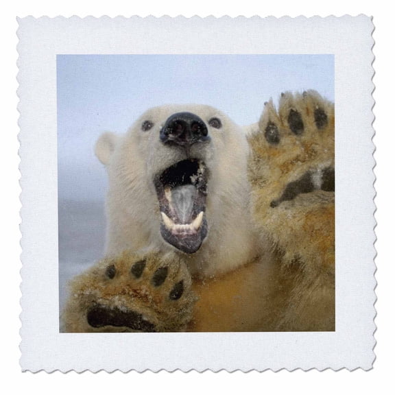 3dRose, Polar bear Arctic National Wildlife Refuge Alaska - US02 SKA3847 - Steve Kazlowski, 14x14 inch quilt square