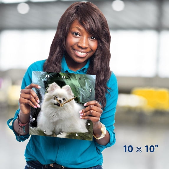 3dRose, Pomeranian, 10x10 Wall Clock