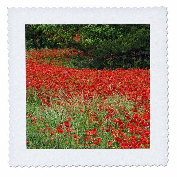 3dRose, Poppy flowers, North Carolina - US34 AJE0044 - Adam Jones, 8x8 inch quilt square