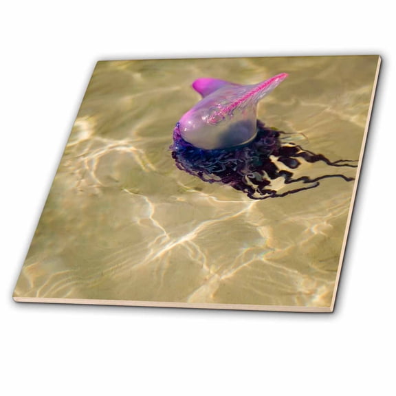 3dRose, Portuguese Man o War Jellyfish, Belize - SA02 SWE0031 - Stuart Westmorland, 12 Inch Ceramic Tile