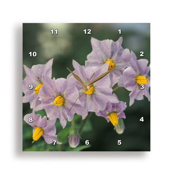 3dRose, Potato Flowers Solanum Rantonnetii Royal Robe, 15x15 Wall Clock