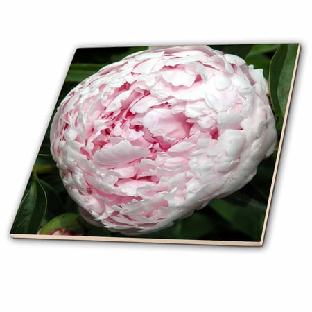 3dRose, Pretty Pink Peony, 8 Inch Ceramic Tile