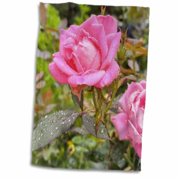 3dRose, Pretty Pink Roses Glistening After Rain, 15x22 Hand Towel