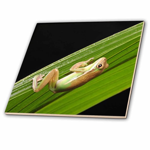 3dRose, Print of Real Frog Sliding Down A Leaf, 6 Inch Ceramic Tile