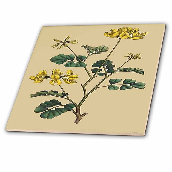 3dRose, Print of Smelling Coronilla Plant From 1700, 6 Inch Ceramic Tile