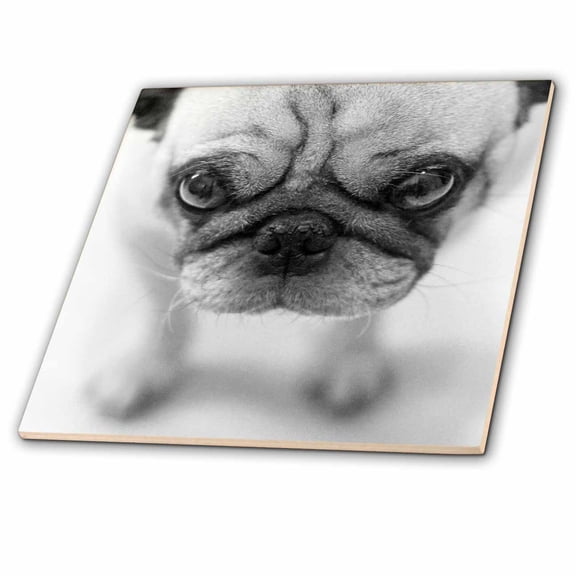 3dRose, Pug, 4 Inch Ceramic Tile